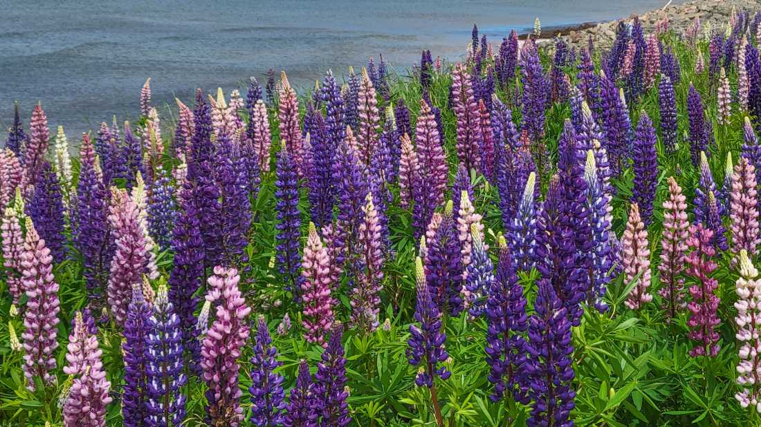 Marvel at colourful displays of lupines, in season, all across the island | Sherry Ott
