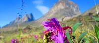 Arctic flora in bloom in Auyuittuq National Park | Parks Canada • Parcs Canada | ©Eric Brown