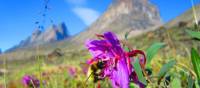 Arctic flora in bloom in Auyuittuq National Park | Parks Canada • Parcs Canada | ©Eric Brown