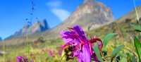 Arctic flora in bloom in Auyuittuq National Park | Parks Canada • Parcs Canada | ©Eric Brown
