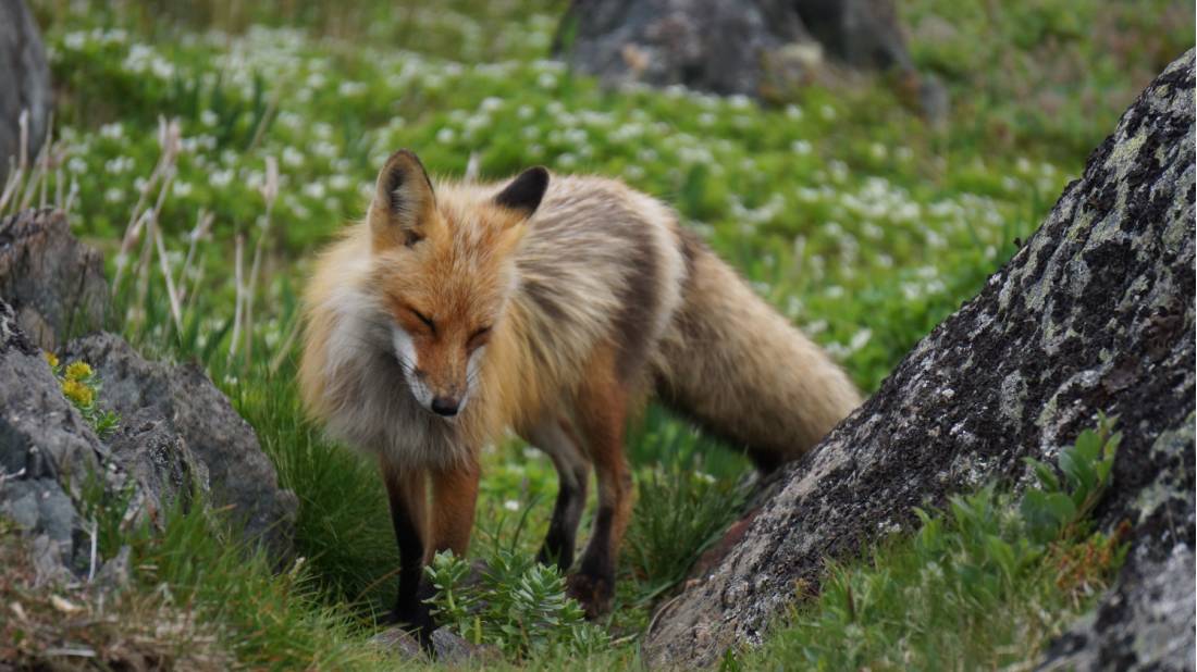 A beautiful mother fox makes a home on Quirpon Island, NL
