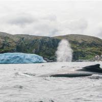 Capturing a whale and iceberg in one shot at Quirpon Island | Finn Beals