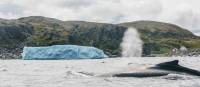 Capturing a whale and iceberg in one shot at Quirpon Island | Finn Beals