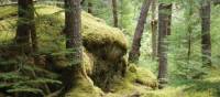 Walking through rainforest | Nathalie Gauthier