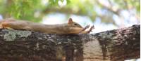 Squirrel Stretching