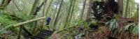 Backpacker and staircase are dwarfed by a massive, fallen fir tree