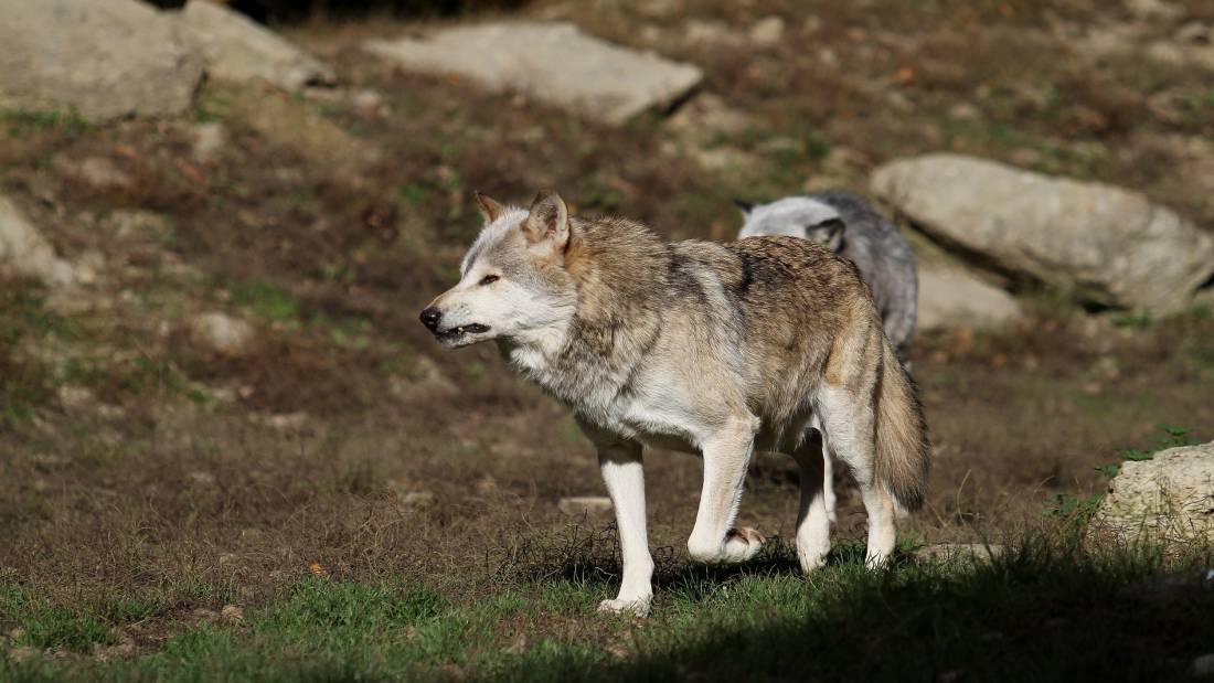 The elusive Canadian Timber Wolf