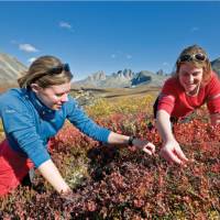 Berry picking in Tombstone Park | Gov't of Yukon / Fritz Mueller