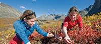 Berry picking in Tombstone Park | Gov't of Yukon / Fritz Mueller