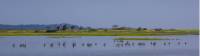 Migrating shorebirds begin appearing in Fundy in early July |  <i>New Brunswick Tourism</i>