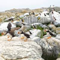 A day tour from Grand Manan allows close-up puffin views | New Brunswick Tourism