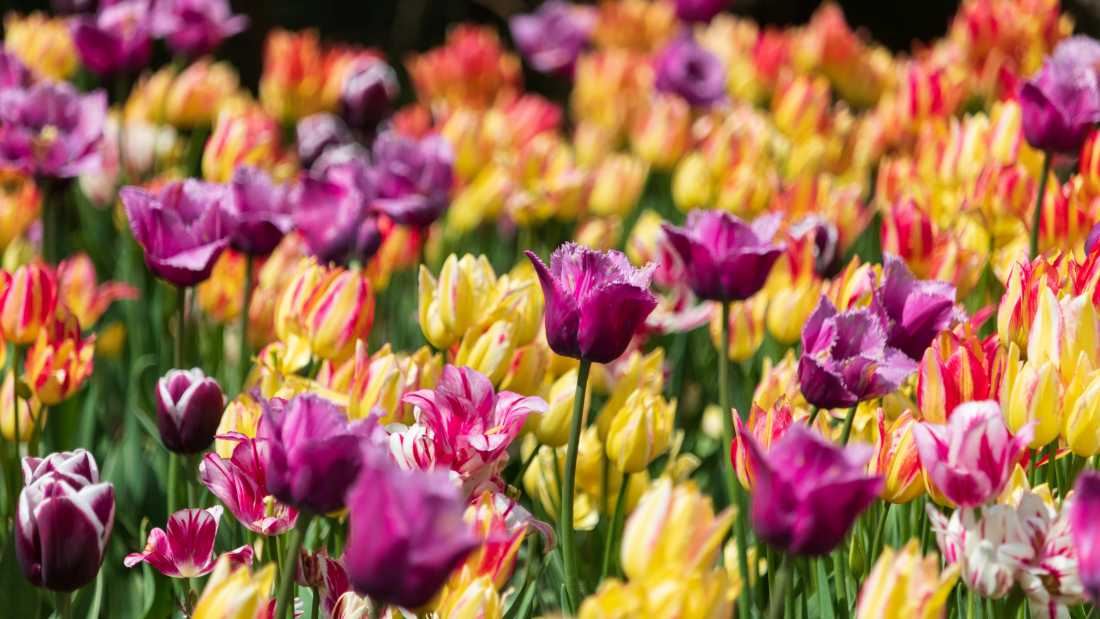 See thousands of tulips in bloom at the annual Canadian Tulip Festival | Benoit Lamarche