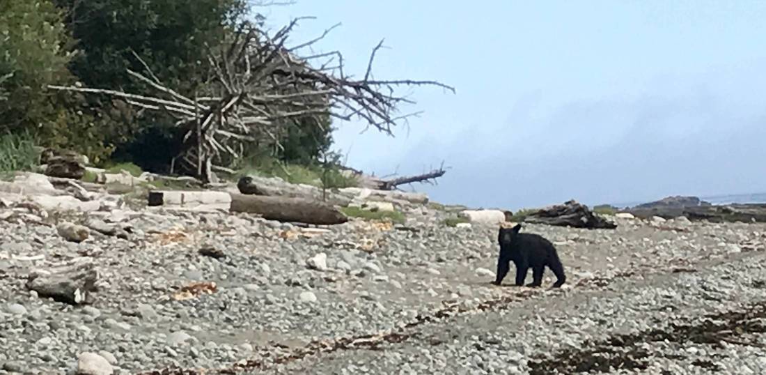 Waiting game with a black bear on the West Coast Trail |  <i>Patrick Troughton</i>