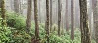 Old and new growth intermingle in BC's magical forests | Patrick Troughton