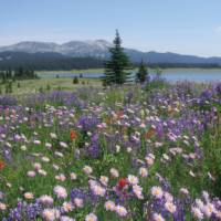 Colourful alpine blooms near Flight Lake, BC