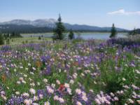 Colourful alpine blooms near Flight Lake, BC