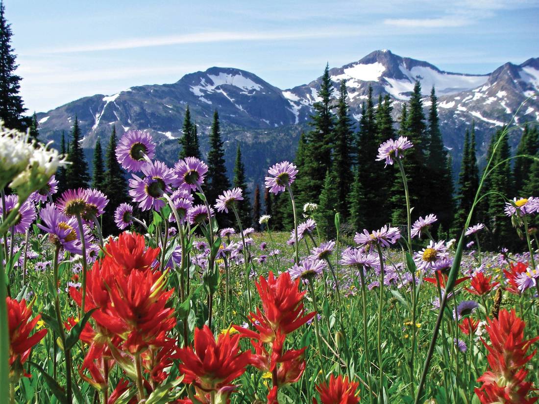 Alpine bloom with Raft Mountain in the background, Wells Gray PP