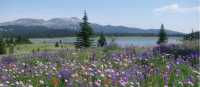 Colourful alpine blooms near Flight Lake, BC