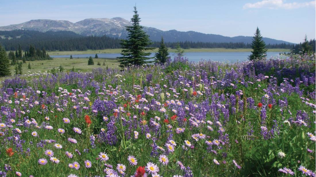 Colourful alpine blooms near Flight Lake, BC