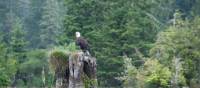 Bald Eagle, West Coast Trail | Kelly Kurtz