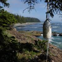 Classic view along the West Coast Trail