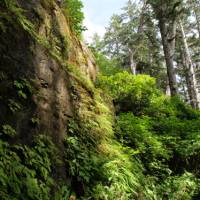 Breathe the fresh rainforest air on Vancouver Island