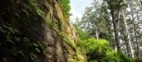 Breathe the fresh rainforest air on Vancouver Island