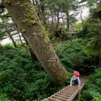 Ladders appear small compared to BC's immense old growth