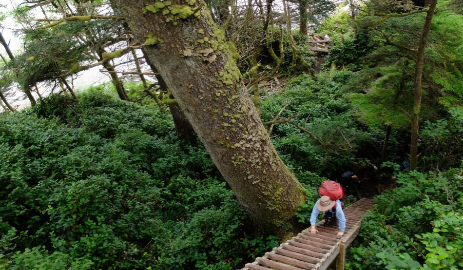 Ladders appear small compared to BC's immense old growth