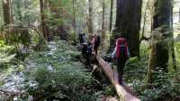 One of many log bridges along BC's West Coast Trail