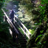 Experience the magic of BC's old growth forests | Keri May