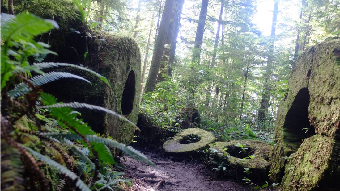 The fallen giants of BC's temperate rainforest