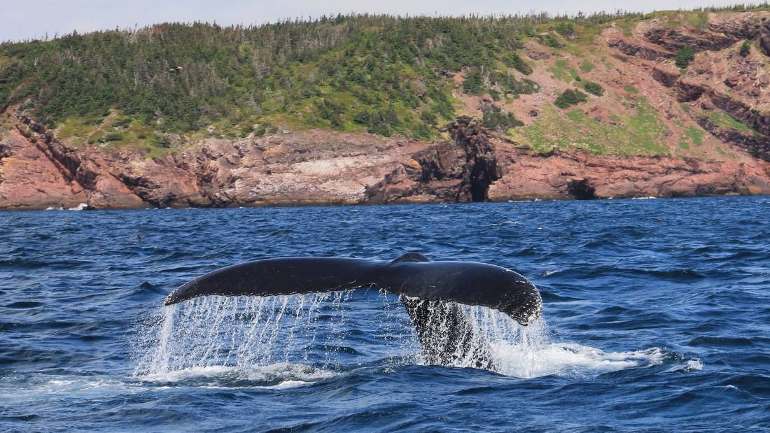 Whale-watching from the East Coast Trail, Newfoundland