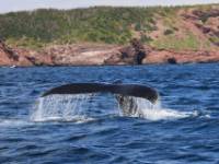 Whale-watching from the East Coast Trail, Newfoundland