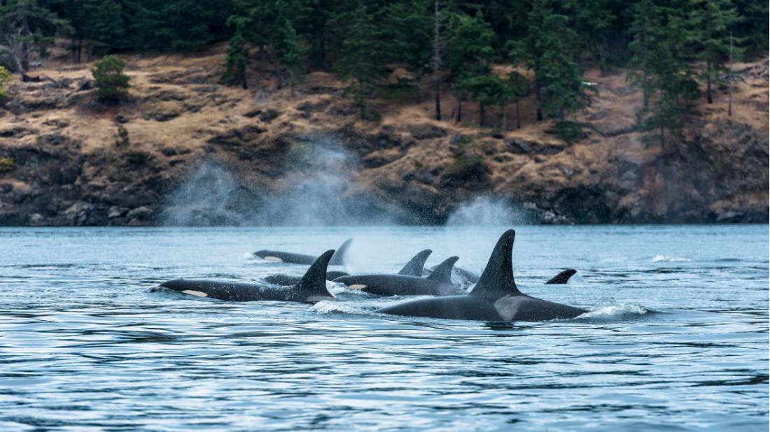 A pod of Orcas around Vancouver Island | <i>Destination BC/Reuben Krabbe</i>