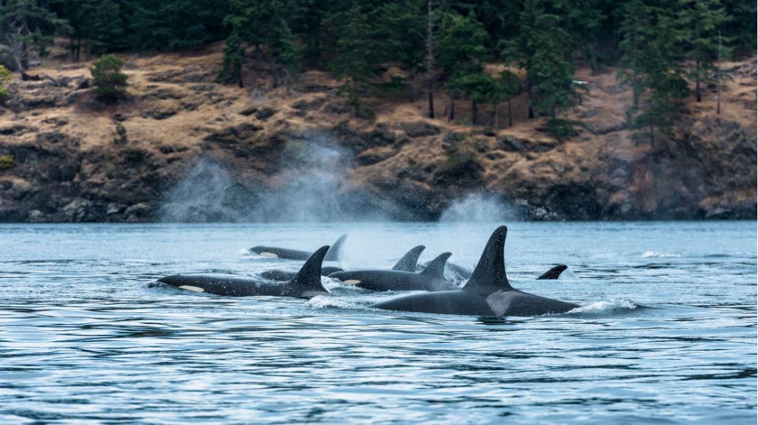 A pod of Orcas around Vancouver Island |  <i>Destination BC/Reuben Krabbe</i>