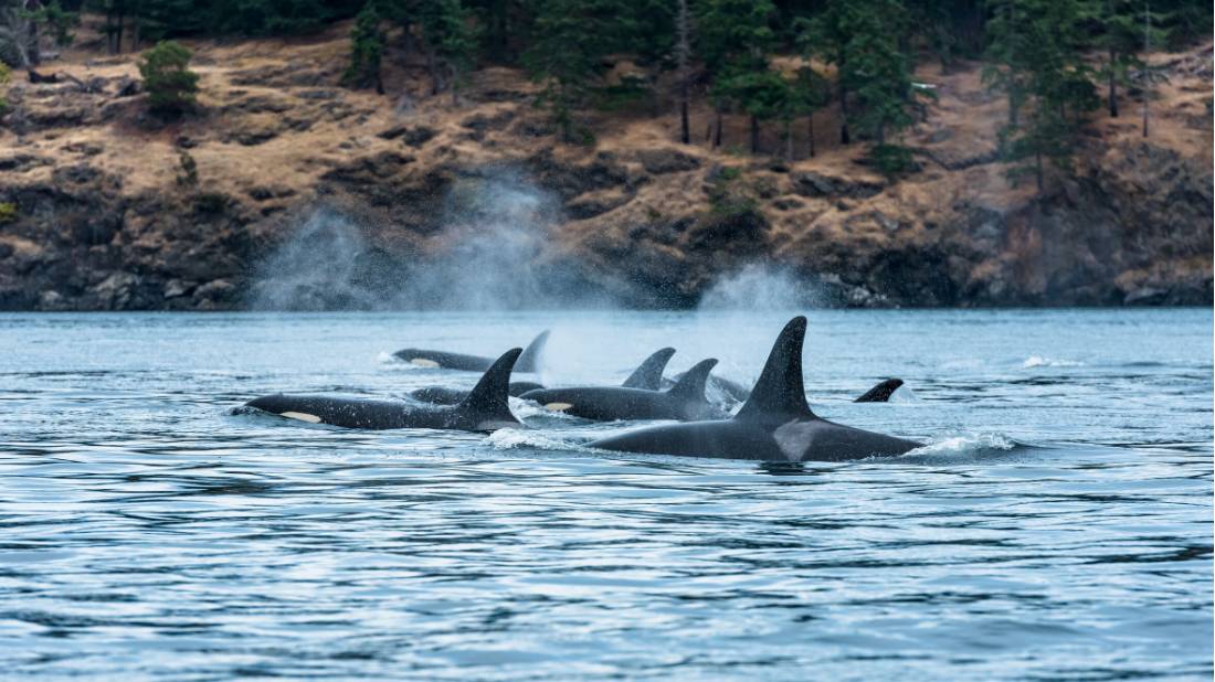 A pod of Orcas around Vancouver Island |  <i>Destination BC/Reuben Krabbe</i>