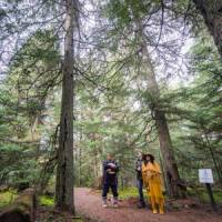 Forest walk at the Squamish Lil'wat Cultural Centre | Blake Jorgensen
