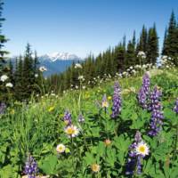Summer wildflowers in the Coast Mountains, BC | Tourism Whistler/Mike Crane