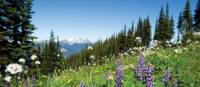 Summer wildflowers in the Coast Mountains, BC | Tourism Whistler/Mike Crane