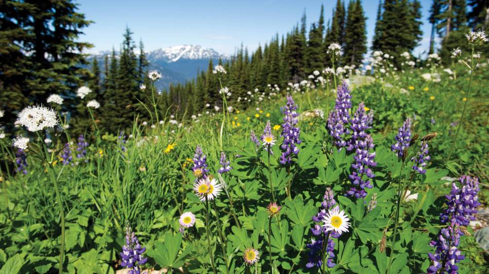 Summer wildflowers in the Coast Mountains, BC |  <i>Tourism Whistler/Mike Crane</i>