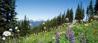 Summer wildflowers in the Coast Mountains, BC | Tourism Whistler/Mike Crane