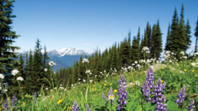 Summer wildflowers in the Coast Mountains, BC | Tourism Whistler/Mike Crane