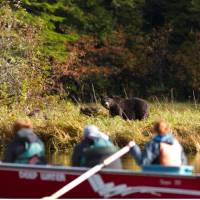 Bear watching by boat | Tom Rivest