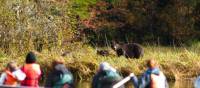 Bear watching by boat | Tom Rivest