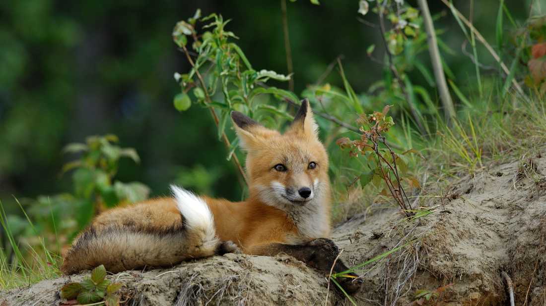 Red foxes make these remote northern tundra regions their homes.