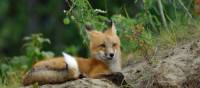 Red foxes make these remote northern tundra regions their homes.
