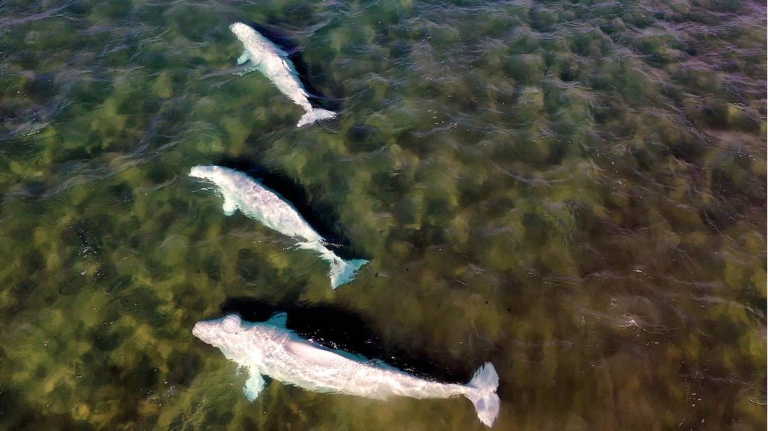 Gorgeous Beluga Whales in shallow Canadian Arctic waters | <i>Fiona Winhdon</i>