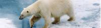 The Polar Bear is native to the Arctic |  <i>Bob Muirhead</i>