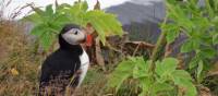 The Atlantic Puffin is the only puffin species to be found in the Atlantic Ocean |  <i>Valerie Deltour</i>